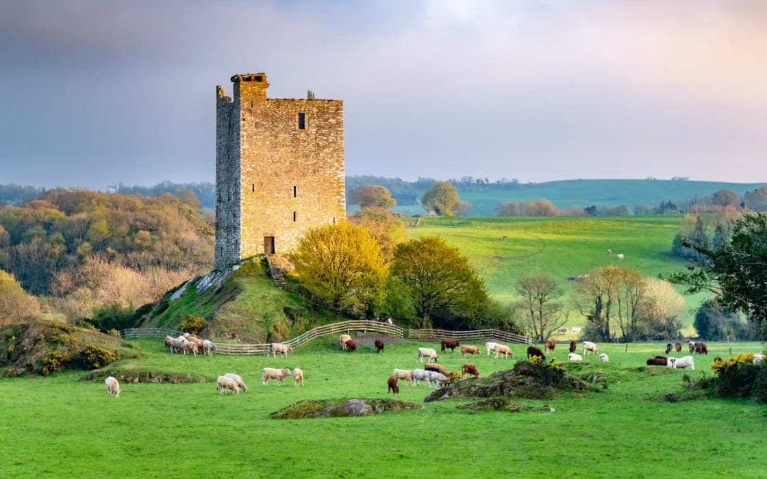 A ruined tower house standing in green pasture, County Kerry